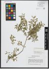 Foto von Salix amplexicaulis Bory